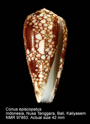 Conus episcopatus (4).jpg - Conus episcopatusMotta,1982